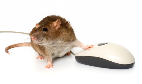 Maus mit Maus Maus mit Computermaus