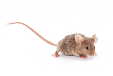 Maus von vorne Junge Maus von vorne