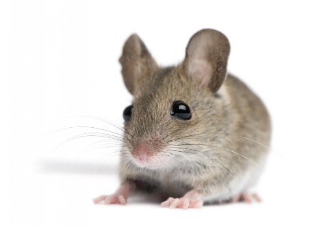 Mausegesicht von vorne Junge Maus mit Gesicht und großen Ohren von vorne fotografiert