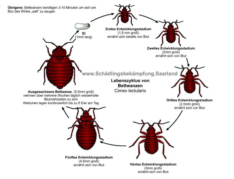 Lebenszyklus von Bettwanzen Ei bis Erwachsen