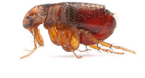 Großaufnahme eines Floh seitlich